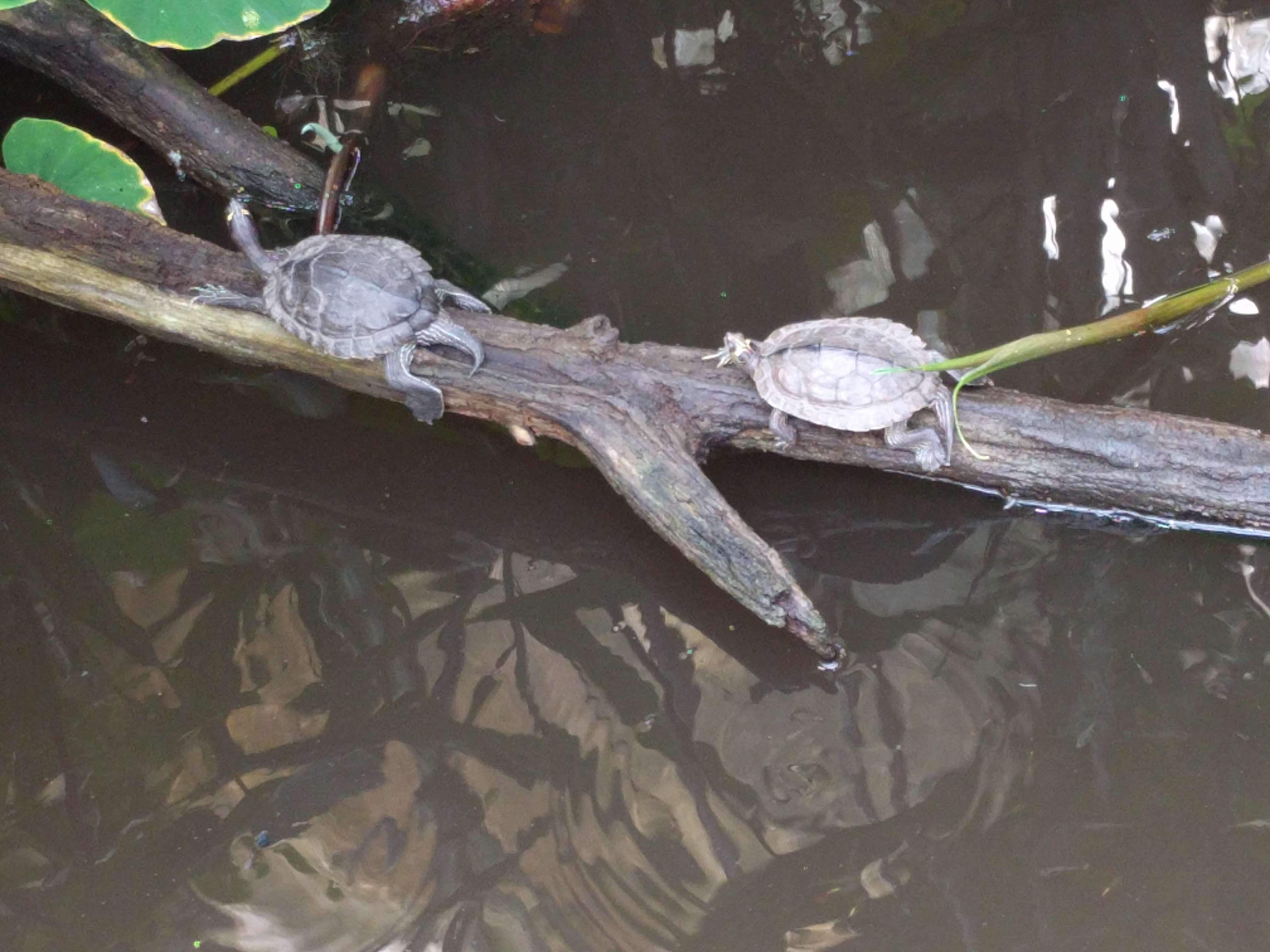 Image of slider turtle, red-eared terrapin, red-eared slider