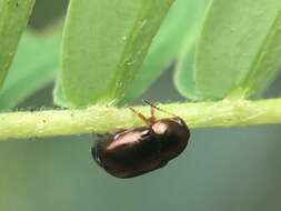 Image of Bronze leaf beetle