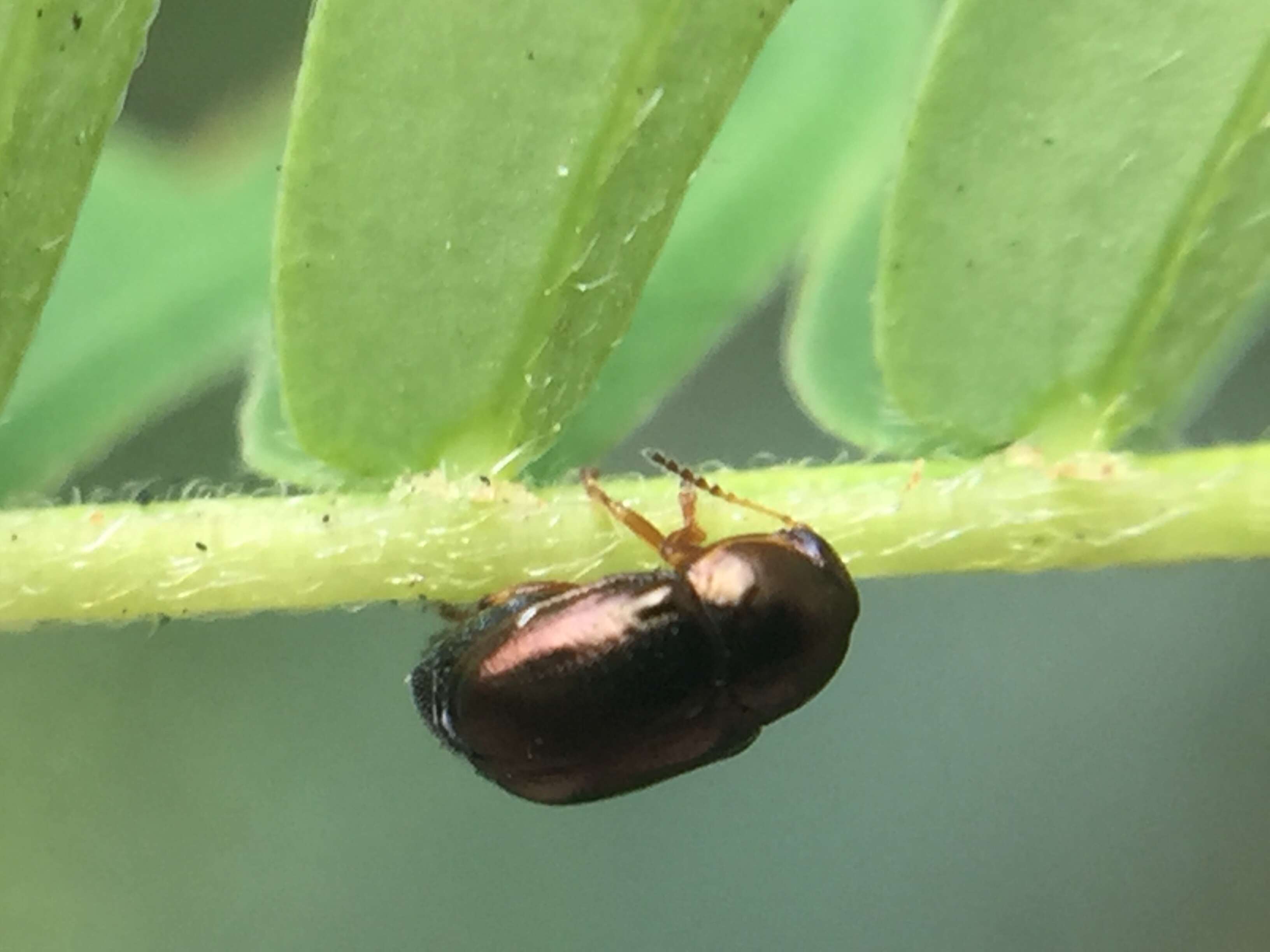 Diachus auratus (Fabricius 1801) resmi