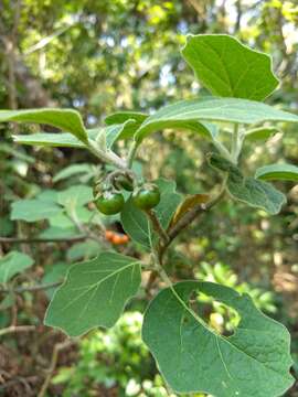 Image of Forest bitterberry