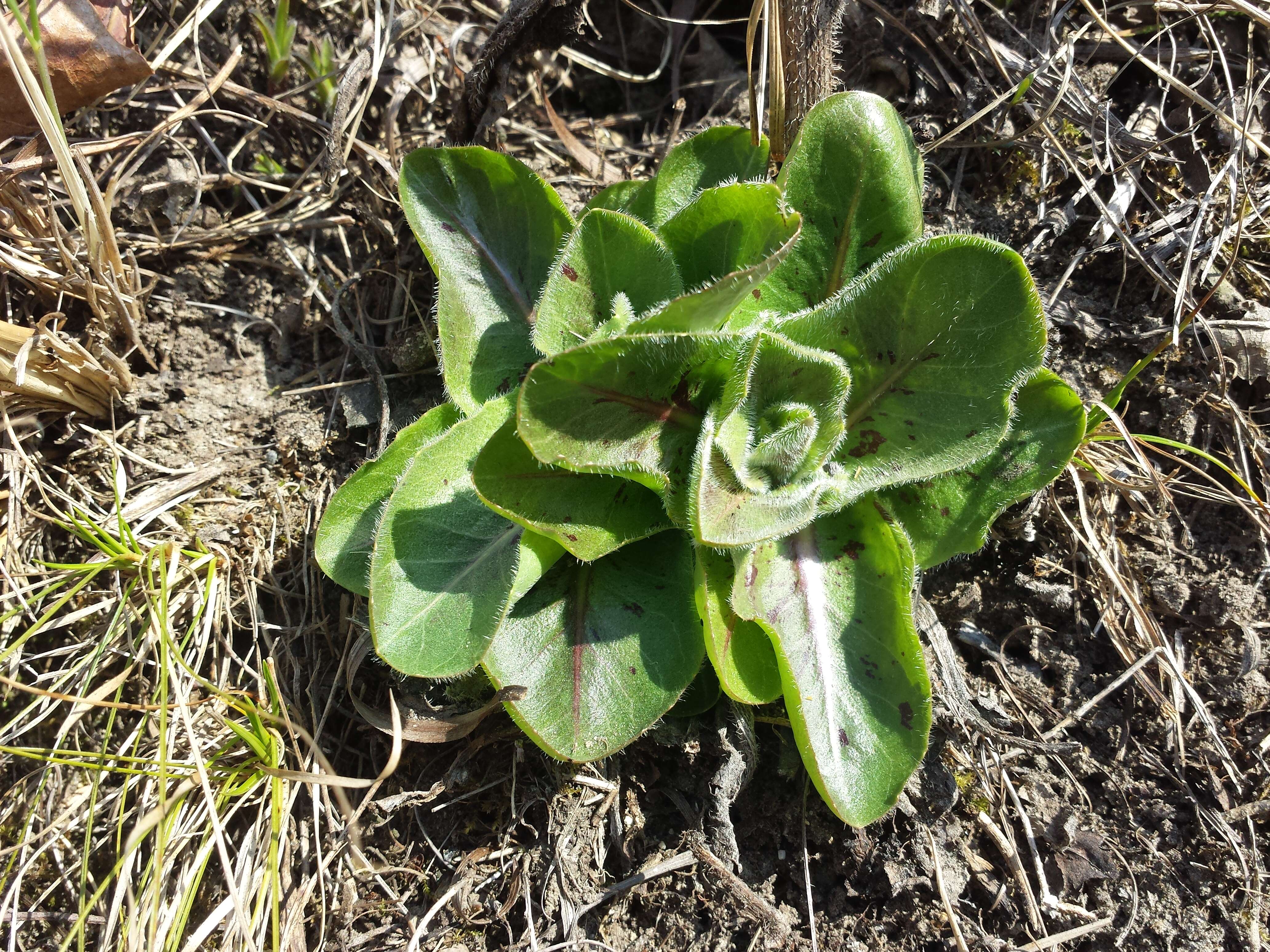 Image of Hypochaeris maculata L.