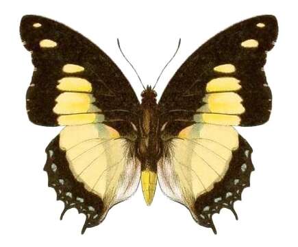 Imagem de Charaxes nobilis Druce 1873