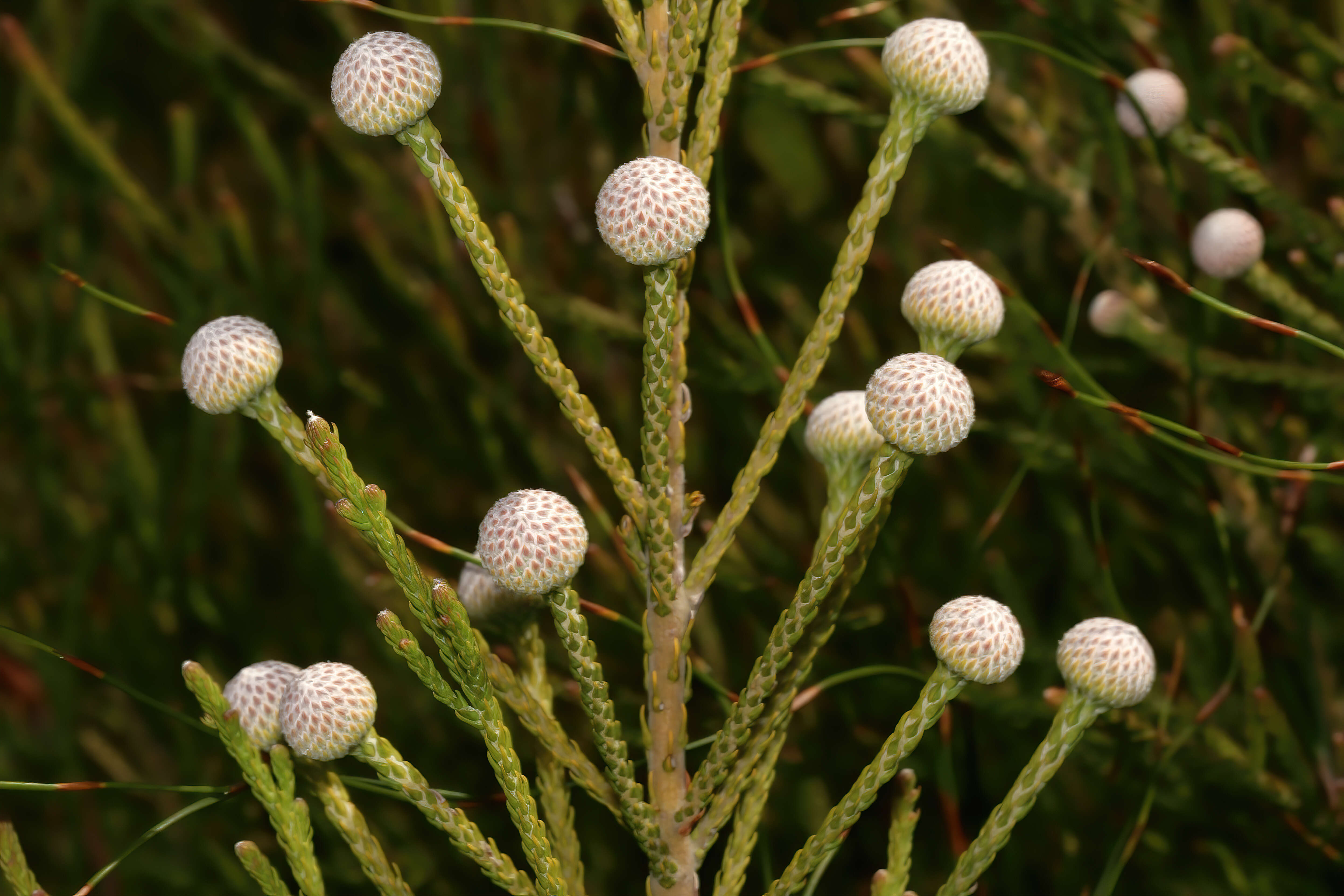 Sivun Brunia noduliflora P Goldblatt & J. C. Manning kuva