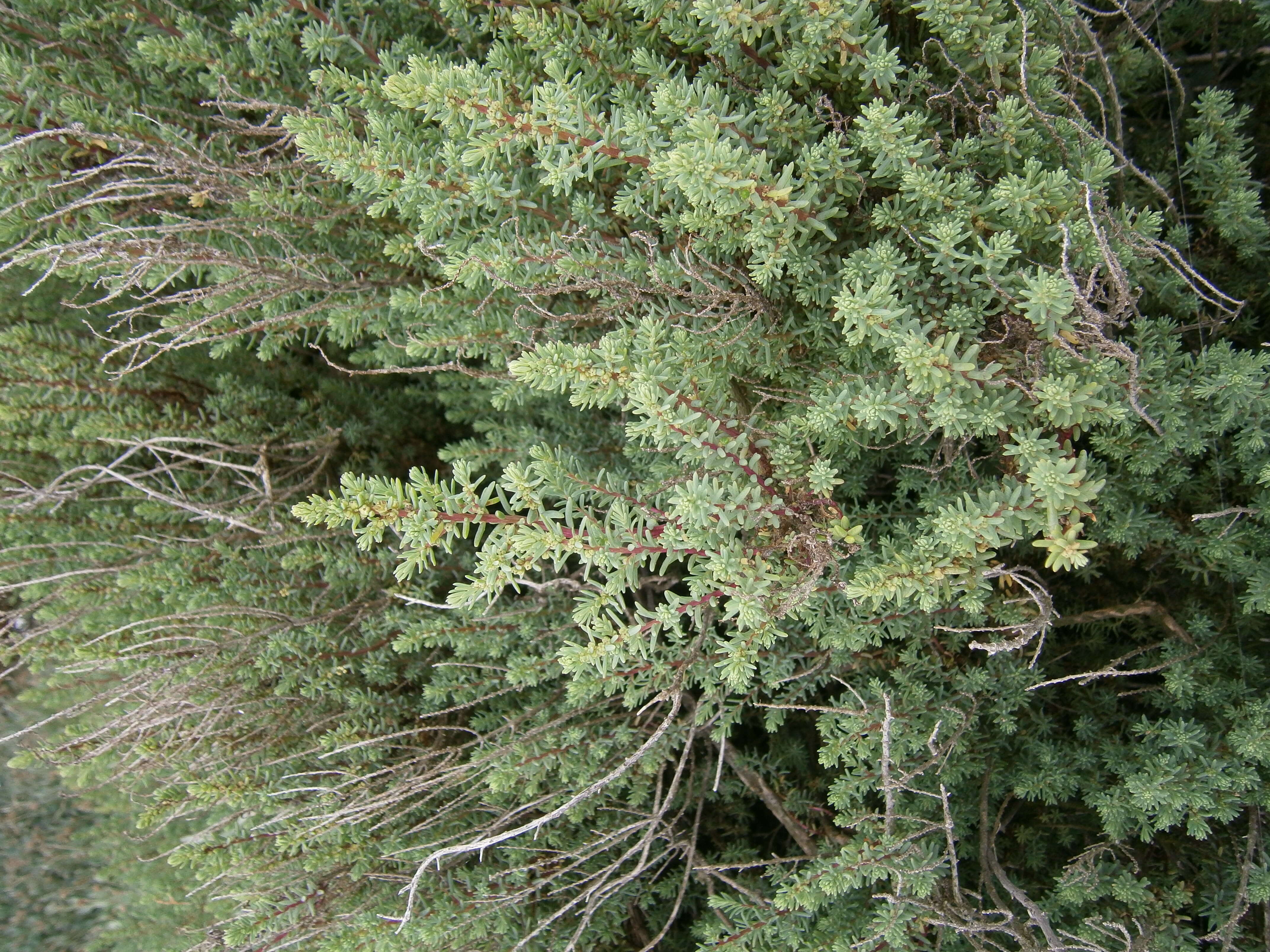 Image of Suaeda fruticosa (L.) Forsk.