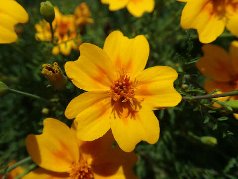 Tagetes tenuifolia Cav. resmi