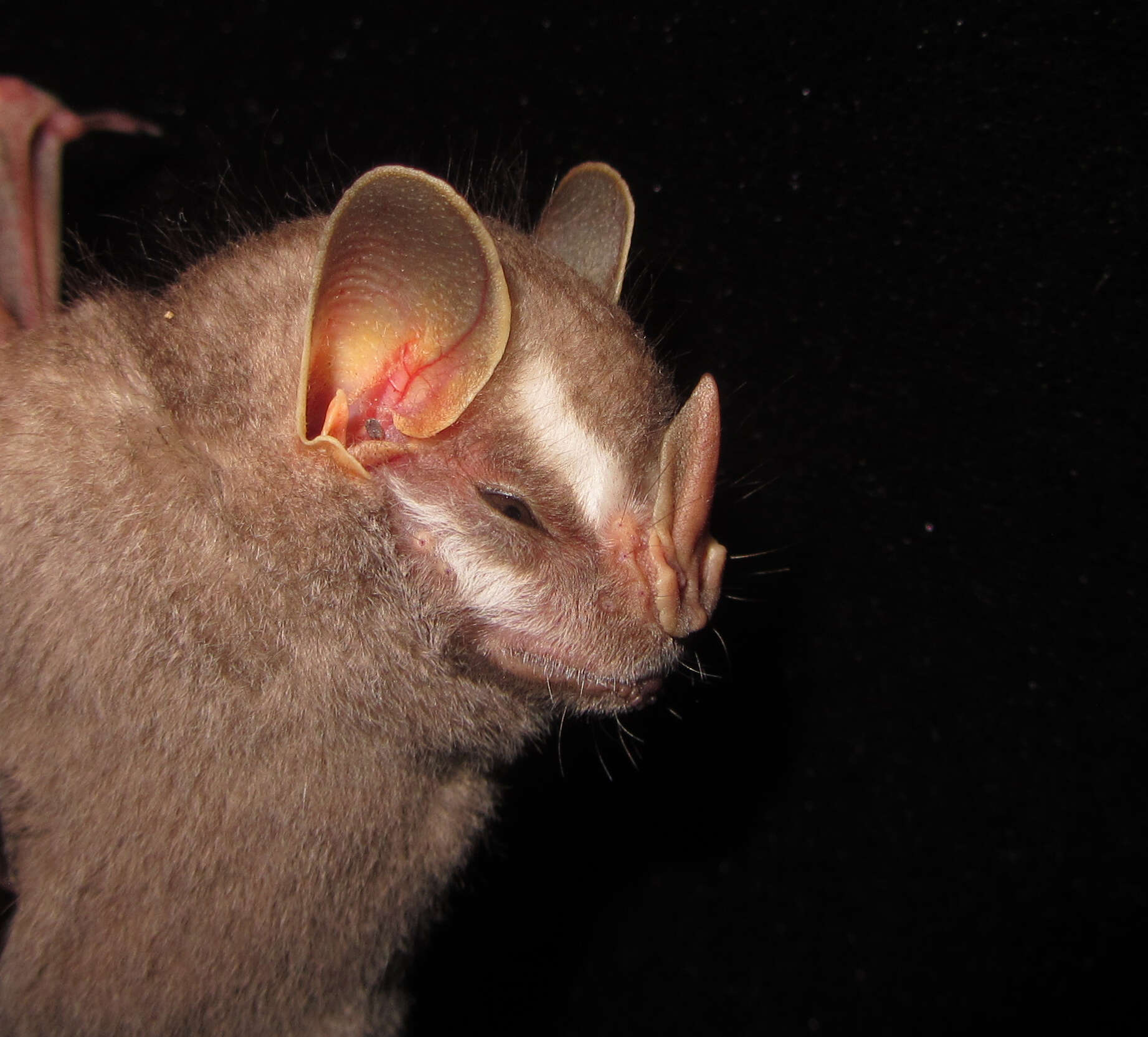 Image of Little Big-eyed Bat