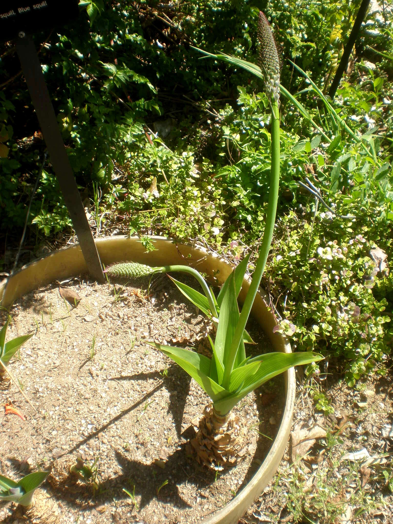 Image of Large blue squill