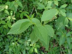 Imagem de Forsythia europaea Degen & Bald.