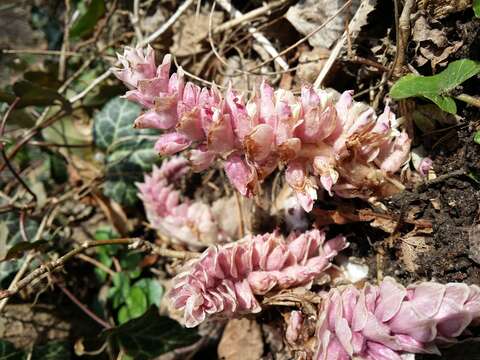 Image of common toothwort