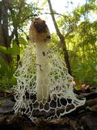 Image of Bridal veil stinkhorn