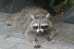 Image of raccoons