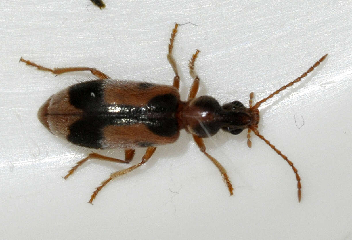 Image de Notoxus monoceros