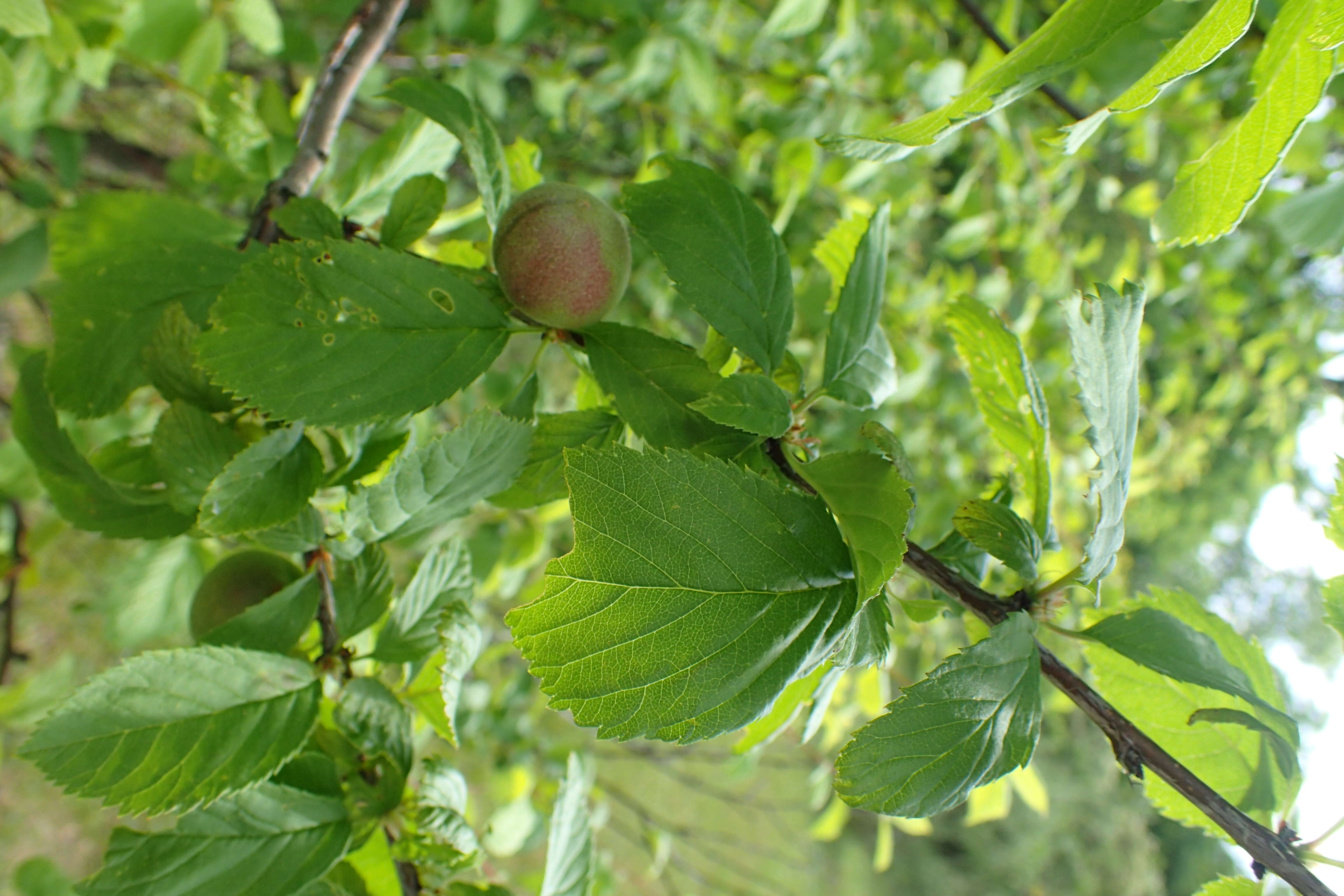 Image of Prunus ulmifolia