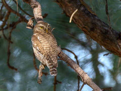 Image of Asian Barred Owlet