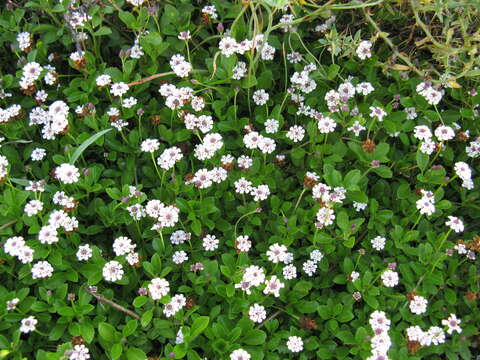 صورة Phyla nodiflora var. minor (Gillies & Hook.) N. O'Leary & Múlgura