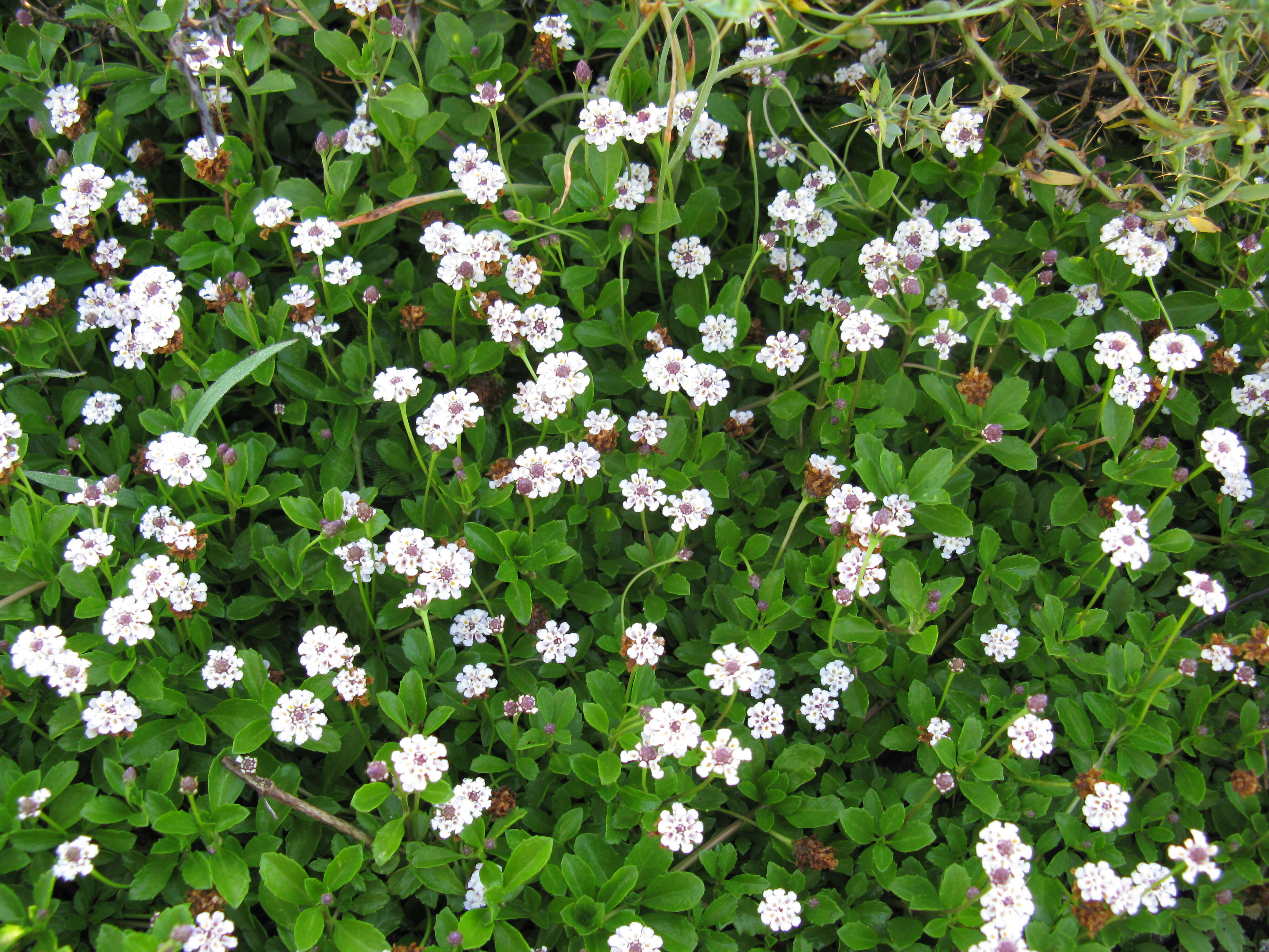 Plancia ëd Phyla nodiflora var. minor (Gillies & Hook.) N. O'Leary & Múlgura