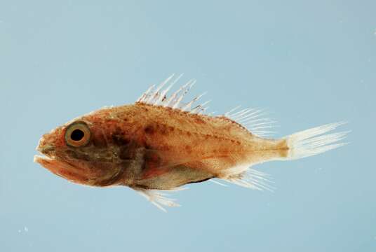 Image of deep-sea bristly scorpionfishes