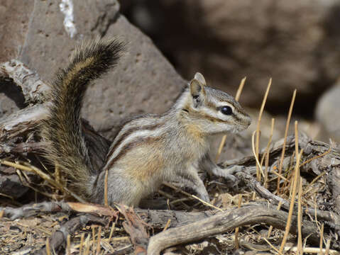 Image of Yellow-pine Chipmunk