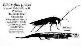 Image of Microsauria ("small lizards")