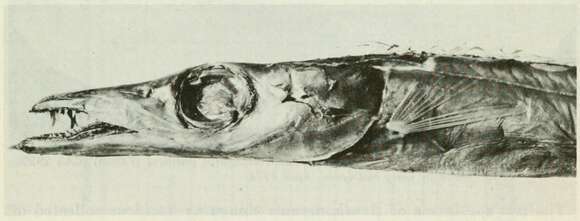 Image of Benthodesmus