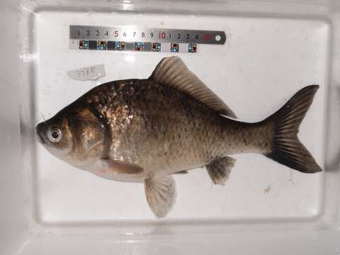 Image of Japanese crucian carp