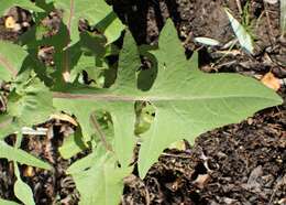 Image of marsh sow-thistle