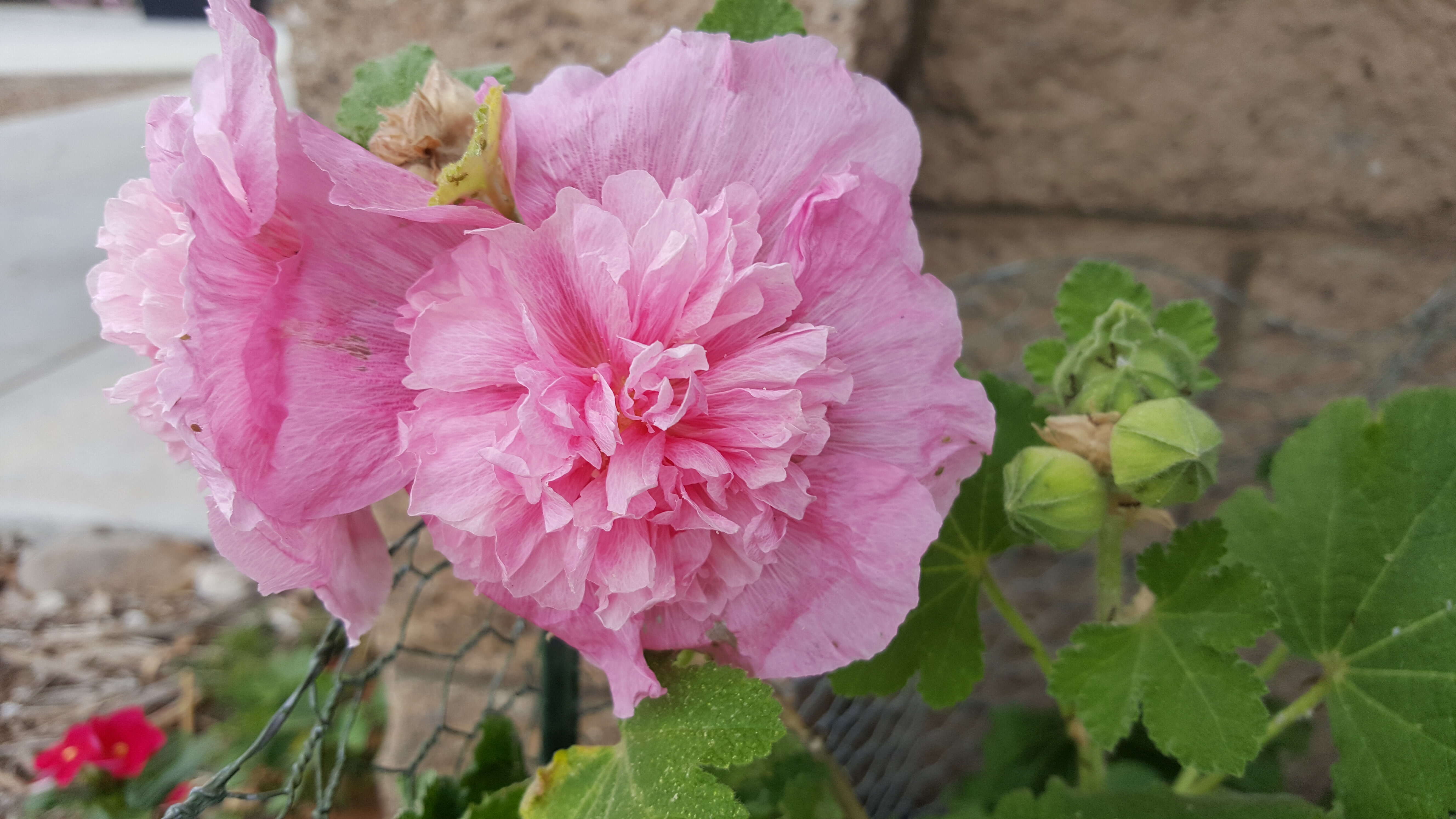 Plancia ëd Paeonia lactiflora Pall.