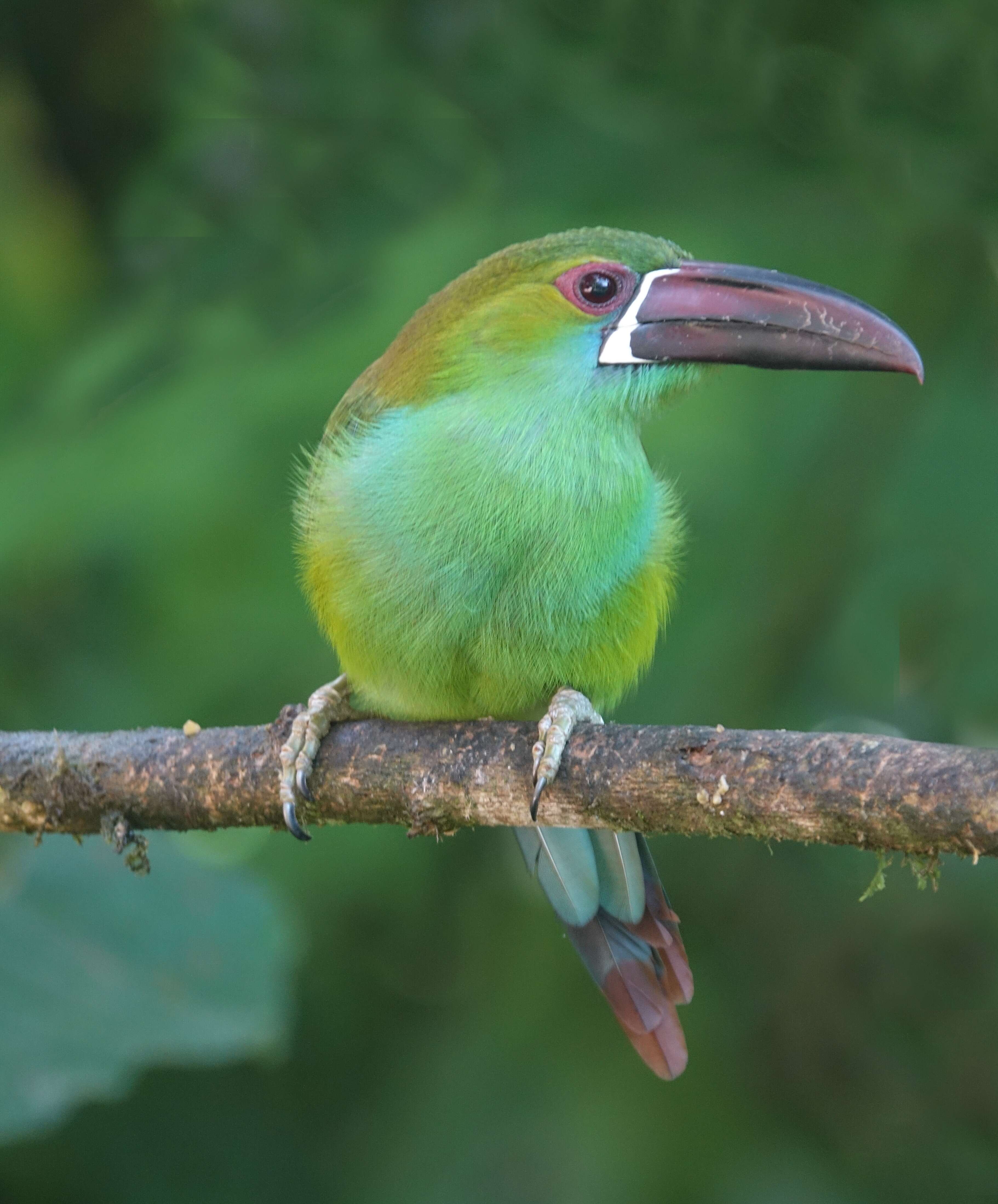 Image of Crimson-rumped Toucanet