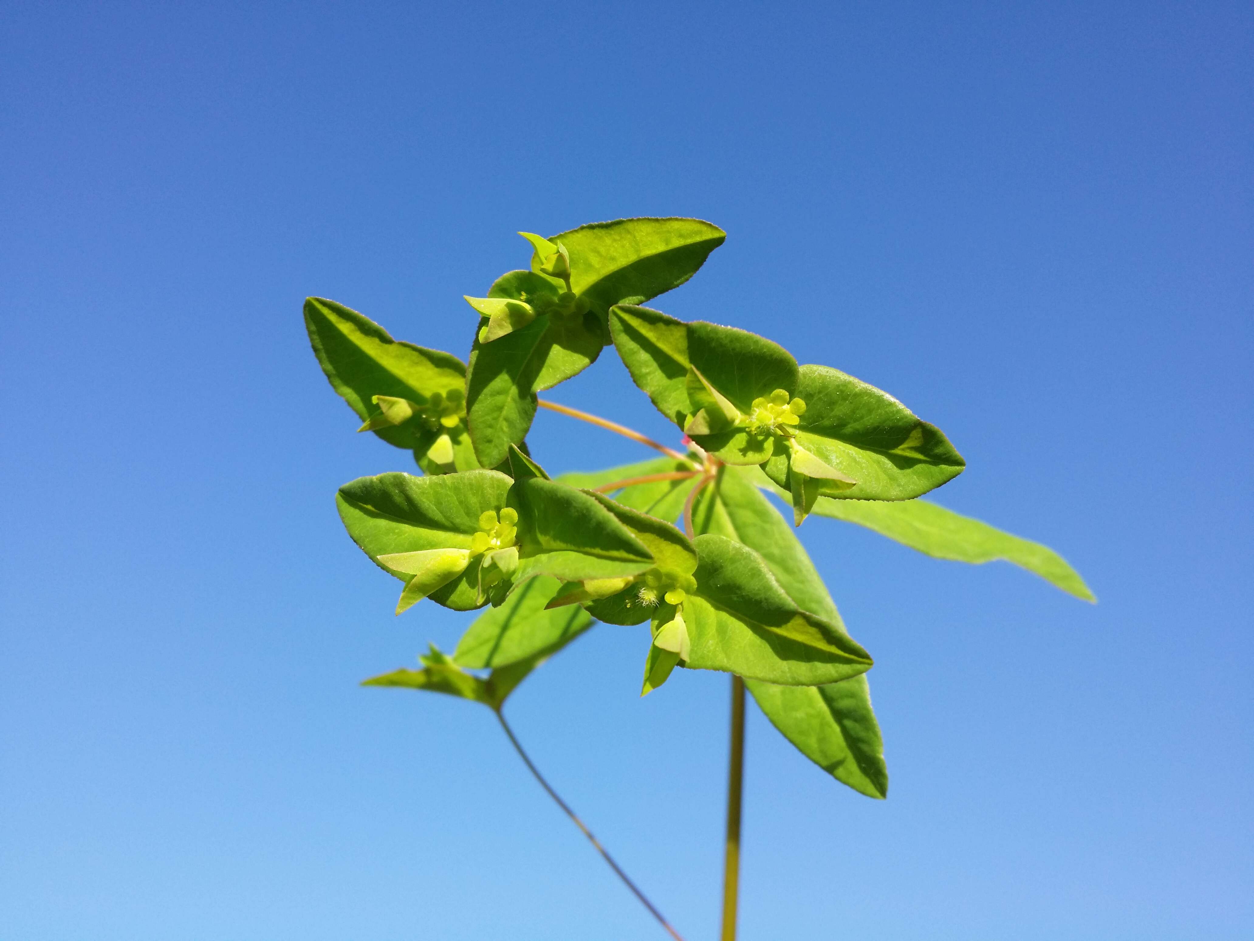 Image of sweet spurge