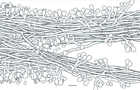 Image of Ceratobasidium cornigerum (Bourdot) D. P. Rogers 1935