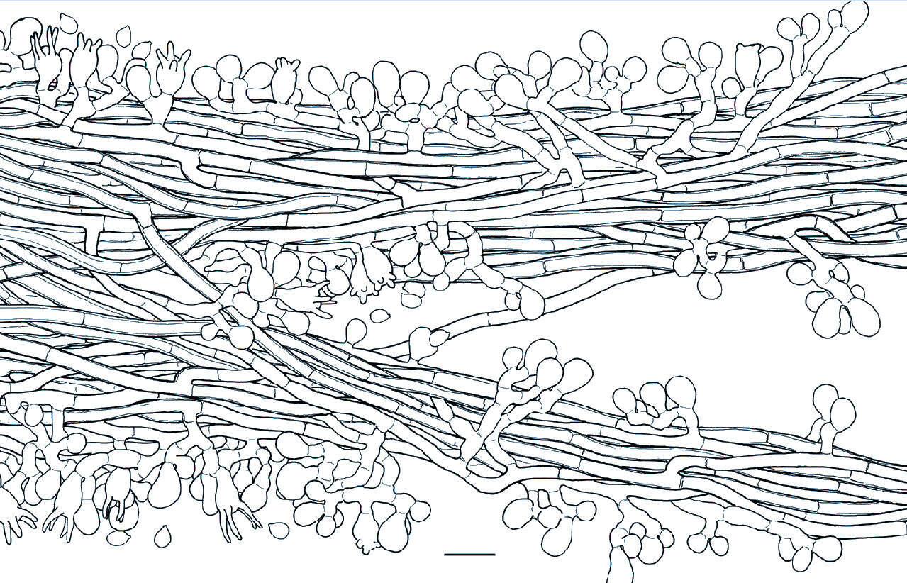 Image de Ceratobasidium cornigerum (Bourdot) D. P. Rogers 1935