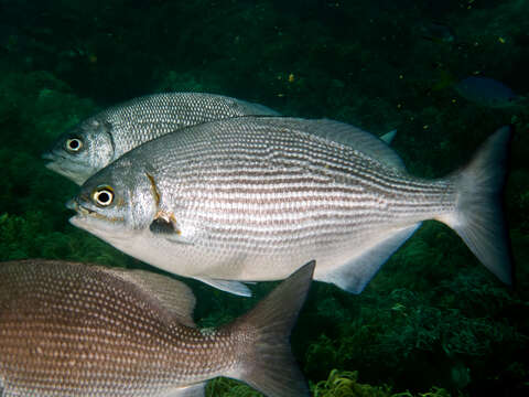 Image of Brassy chub