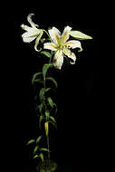 Lilium auratum Lindl. resmi