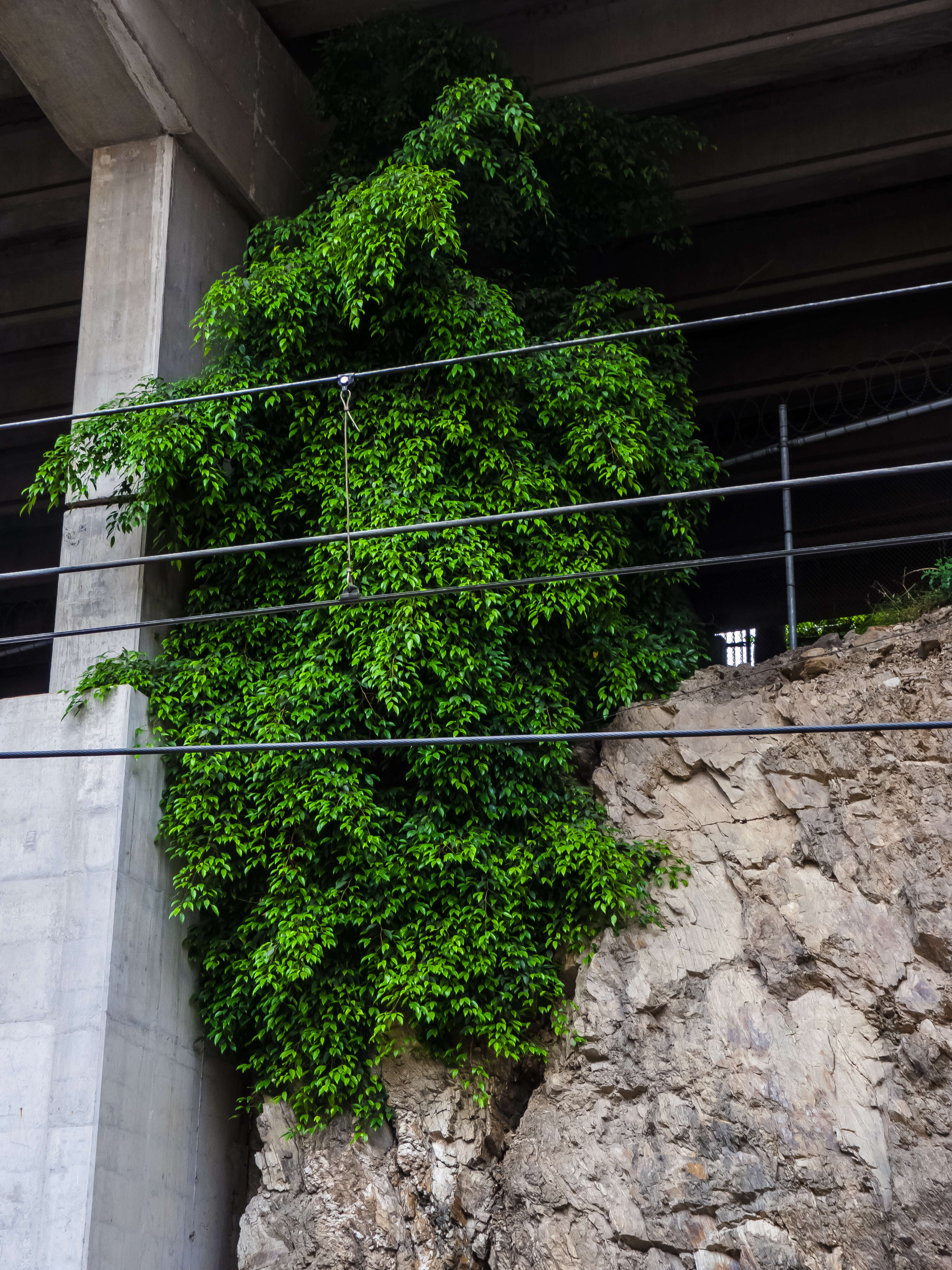 Imagem de Ficus benjamina L.