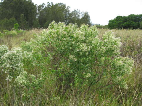 Image of Groundsel Bush