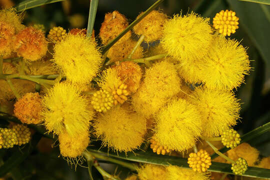 Image of orange wattle