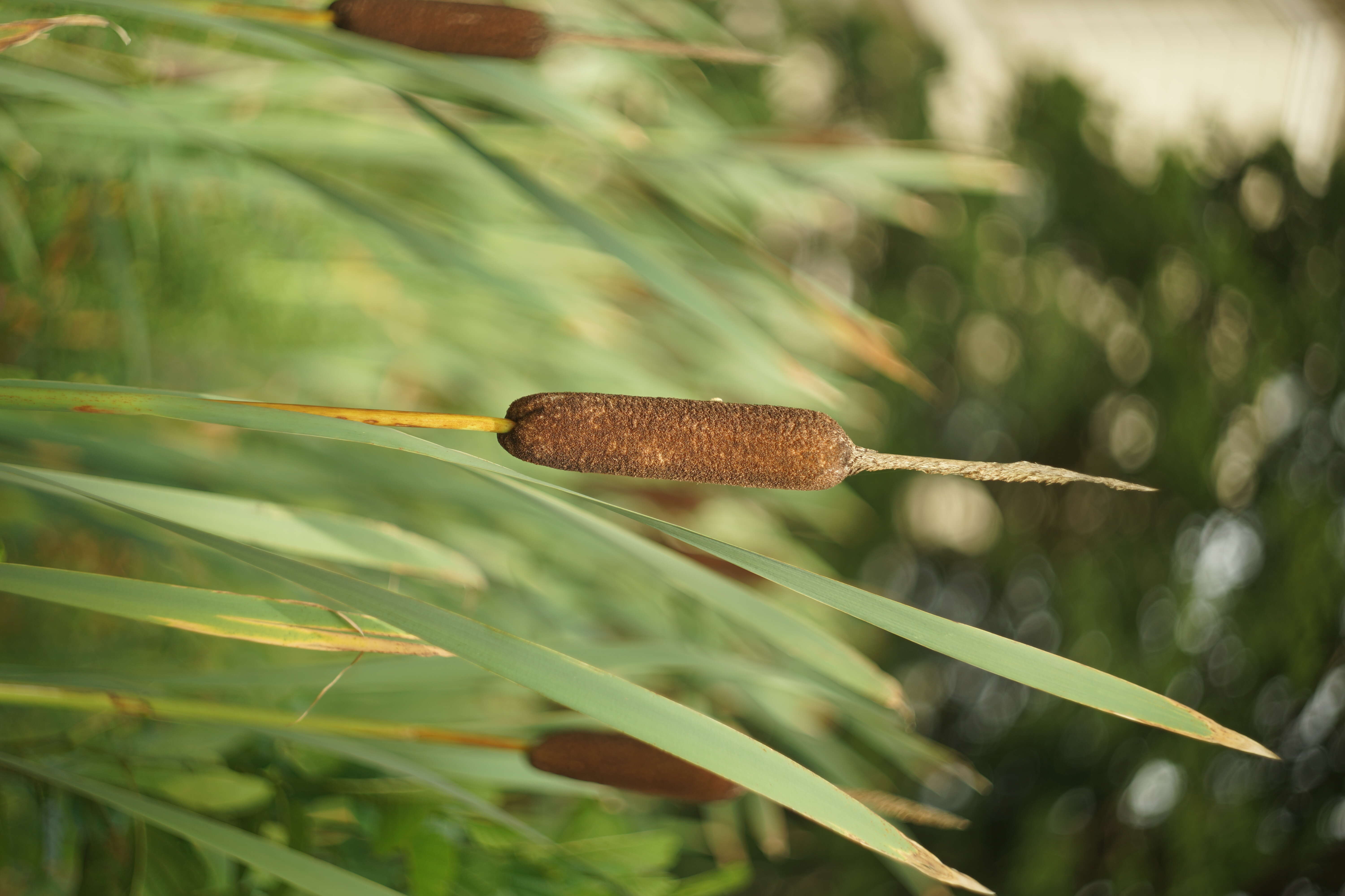 Image of broadleaf cattail