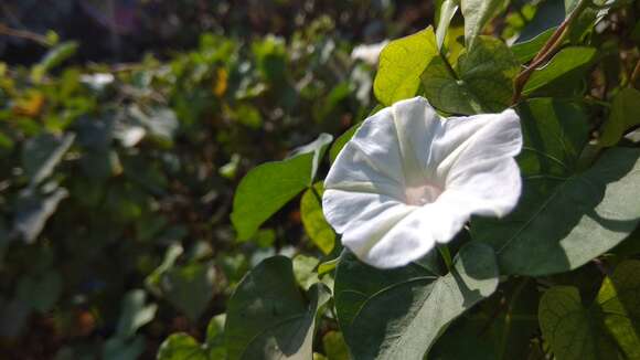 Image of Obscure Morning Glory