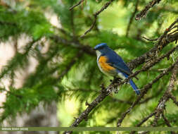 Image of Orange-flanked Bush-Robin