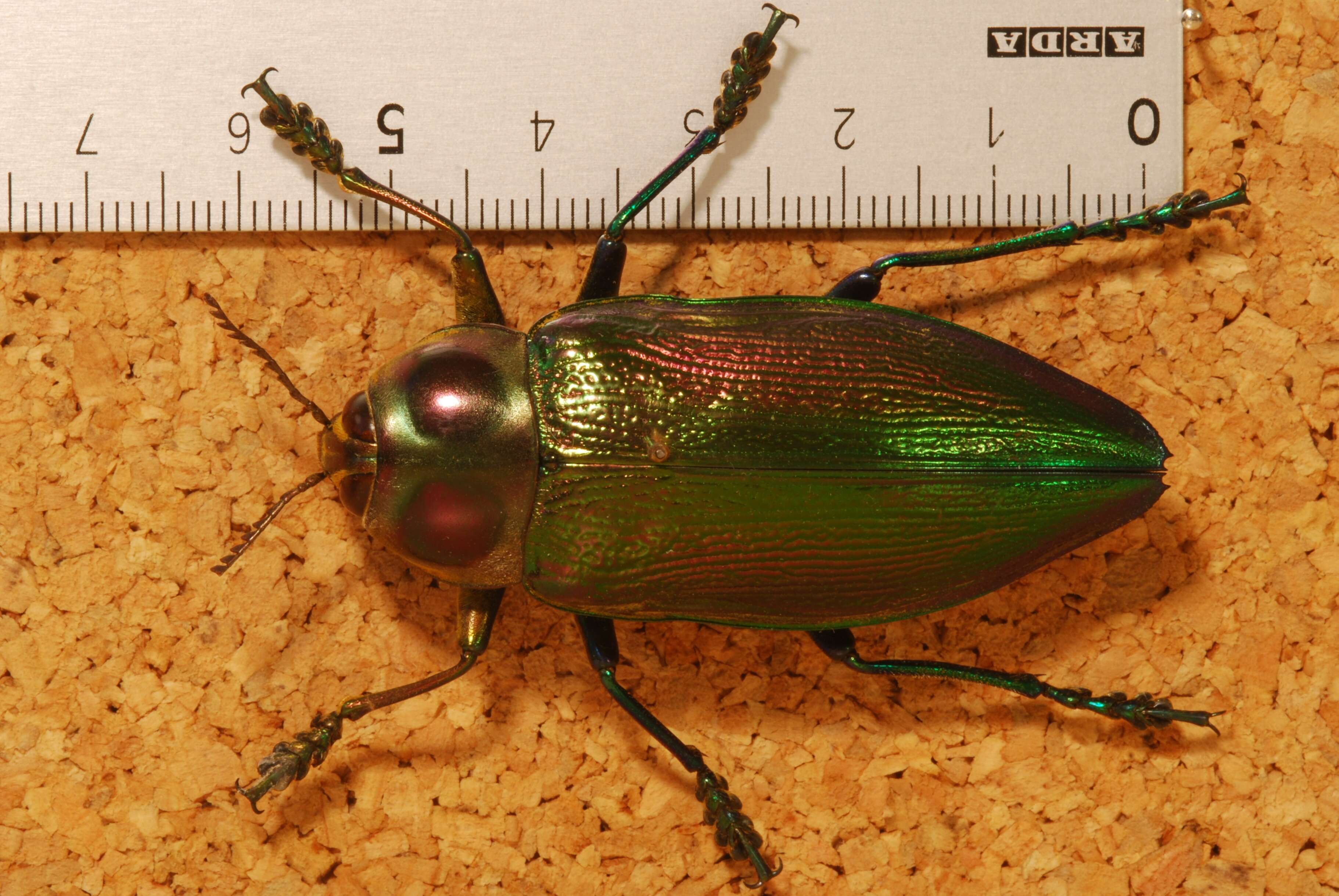 Image of Euchroma giganteum (Linnaeus 1758)