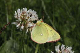 Imagem de Trifolium montanum L.