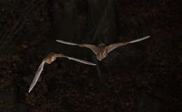 Image of Natal Long-fingered Bat