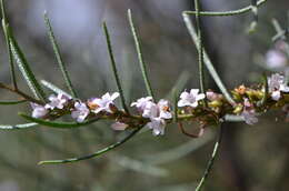 Image de Myoporum turbinatum R. J. Chinnock