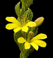 Image of Goodenia viscida R. Br.