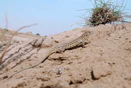 Plancia ëd Acanthodactylus grandis Boulenger 1909