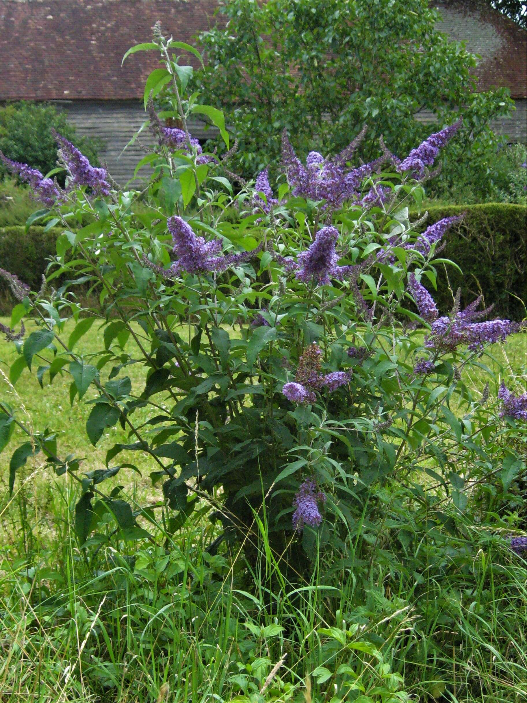 Image of butterfly-bush