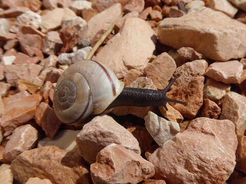 Image de Chilostoma cingulatum (Studer 1820)