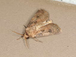 Image of Agrotis munda Walker 1856