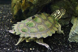 Image of Map Turtles