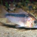 Image of Rust corydoras